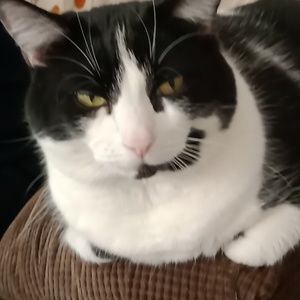 Meet your Posher, Jacke